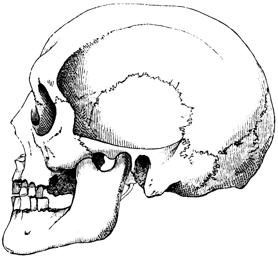 Engraving of a human skull in profile